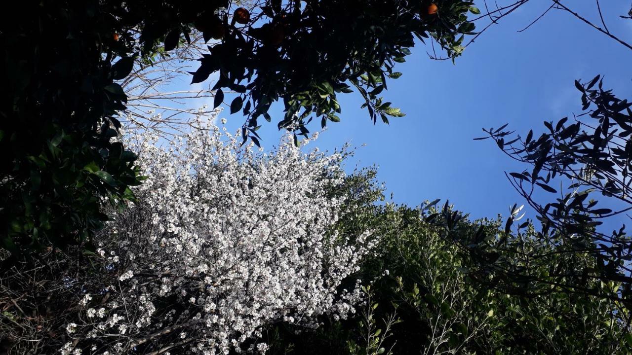 Carrubo - Giardino In Citta Villa Katanya Dış mekan fotoğraf