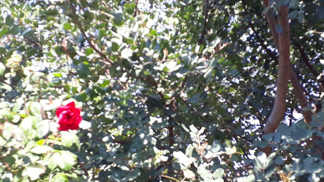 Carrubo - Giardino In Citta Villa Katanya Dış mekan fotoğraf